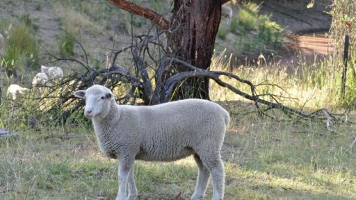 weaned ewe lamb.JPG